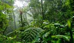 natural capital tnl